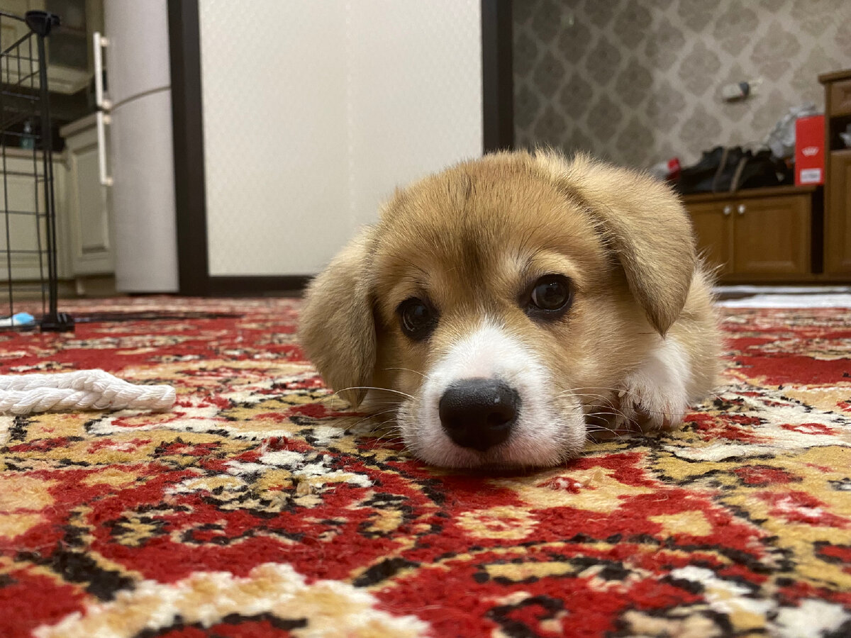 Здесь Джеди ровно 2 месяца. В тот день ему сделали первую прививку