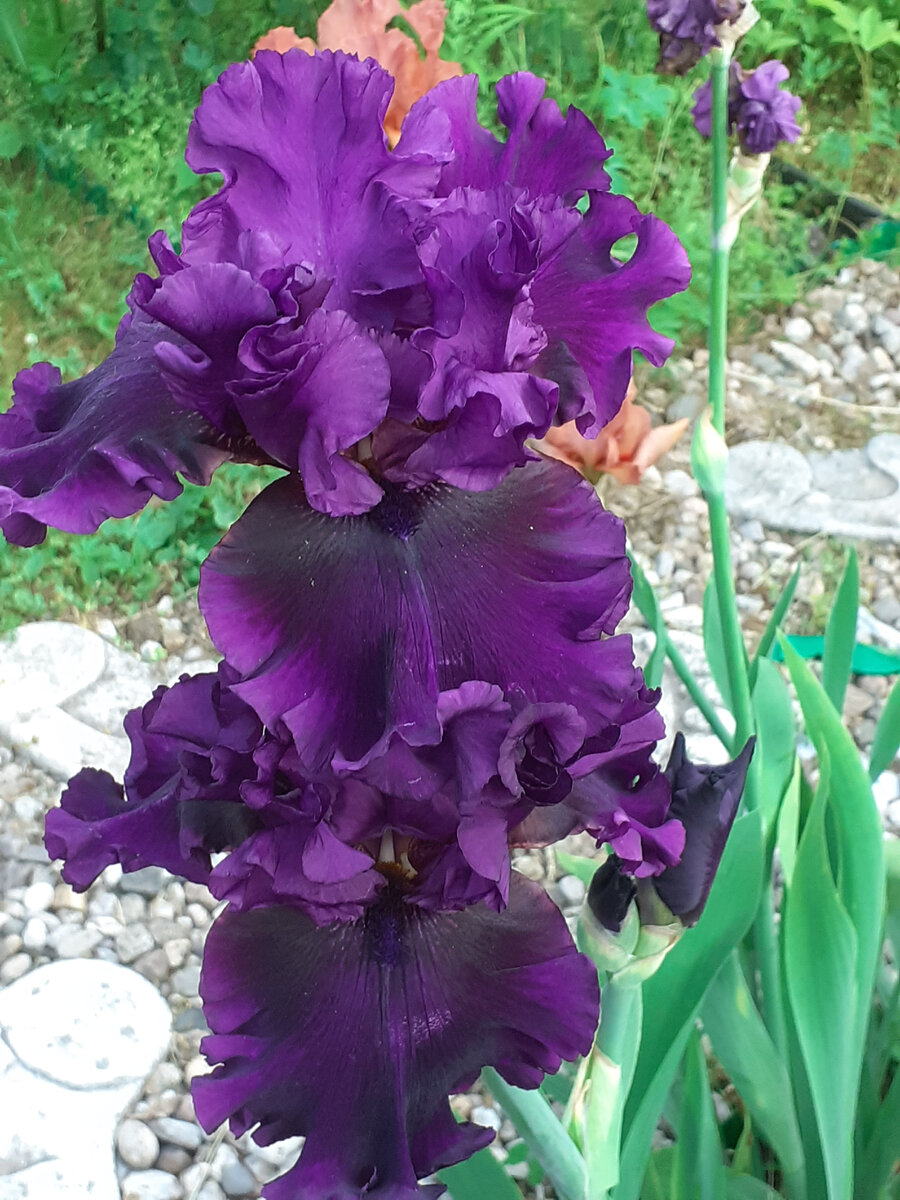 Бородатый ирис Ballon Captif в моем саду