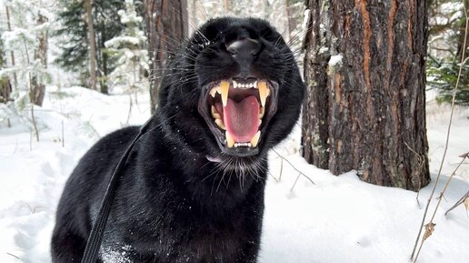 Пантера Луна купается в снегу 🐆❄️ Замедленная съемка 😸