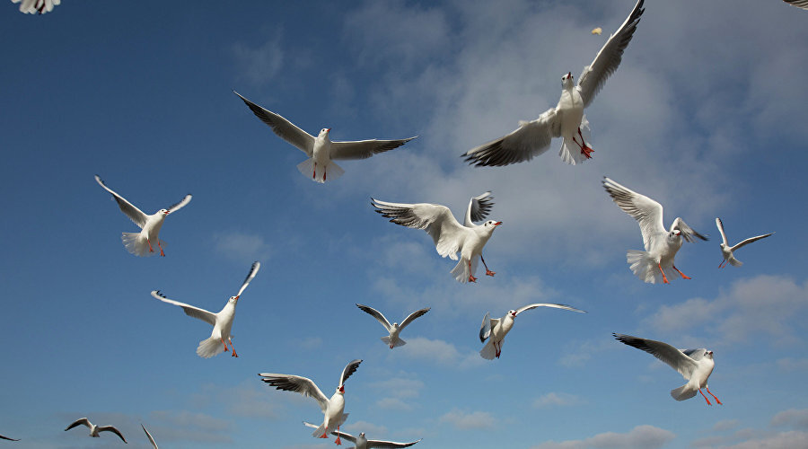 Чайки // Фото Минкурортов Крыма
