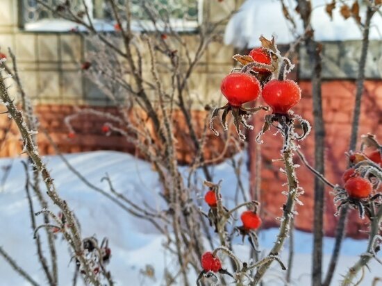     Фото: Наталья Качановская / "АиФ-Томск"