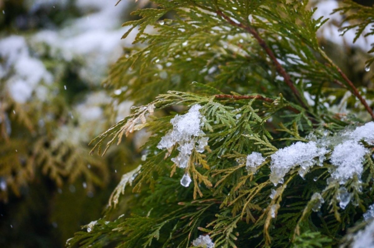    В Туле 18 февраля прогнозируют снегопад и до – 6