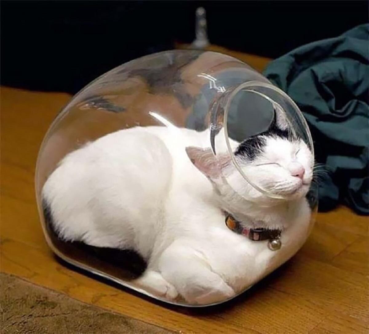 Котики дня 