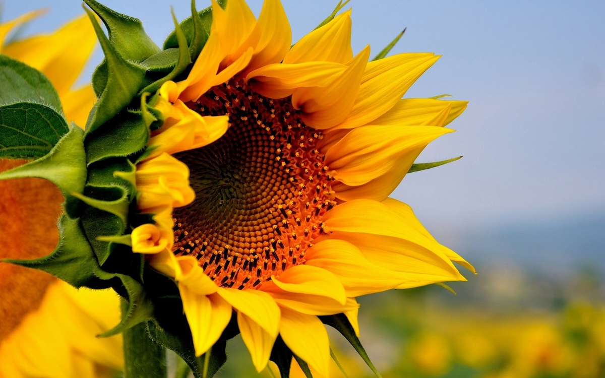 Фото: © storge.pic2.me