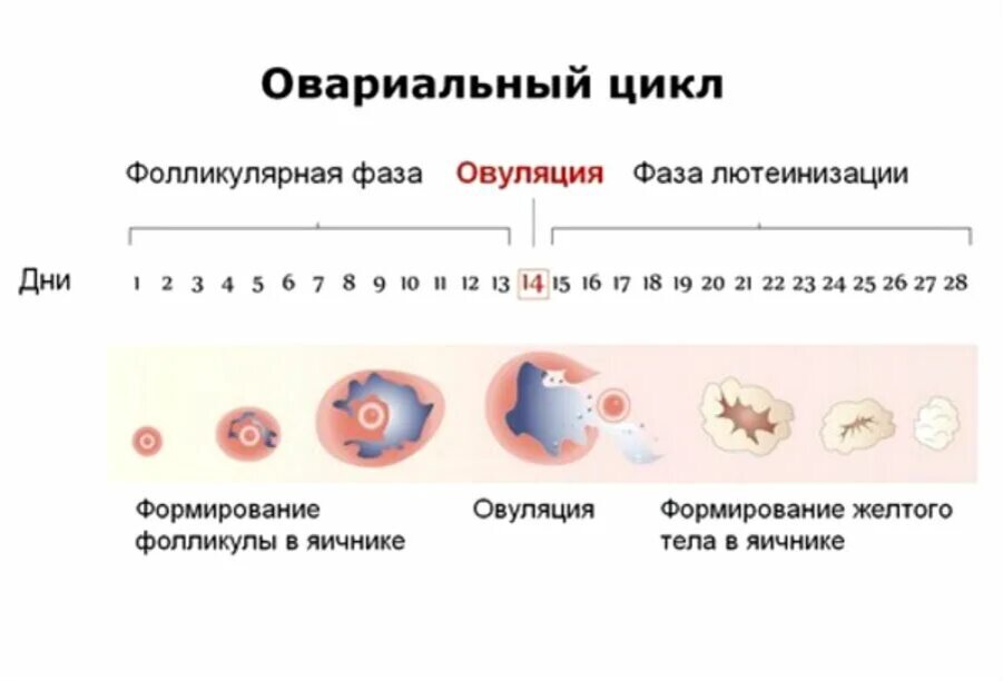Первый половой акт после беременности. Фазы овариального цикла. Фазы овариально менструационного цикла. Овуляция анатомия кратко. Цикл яйцеклетки по дням цикла.