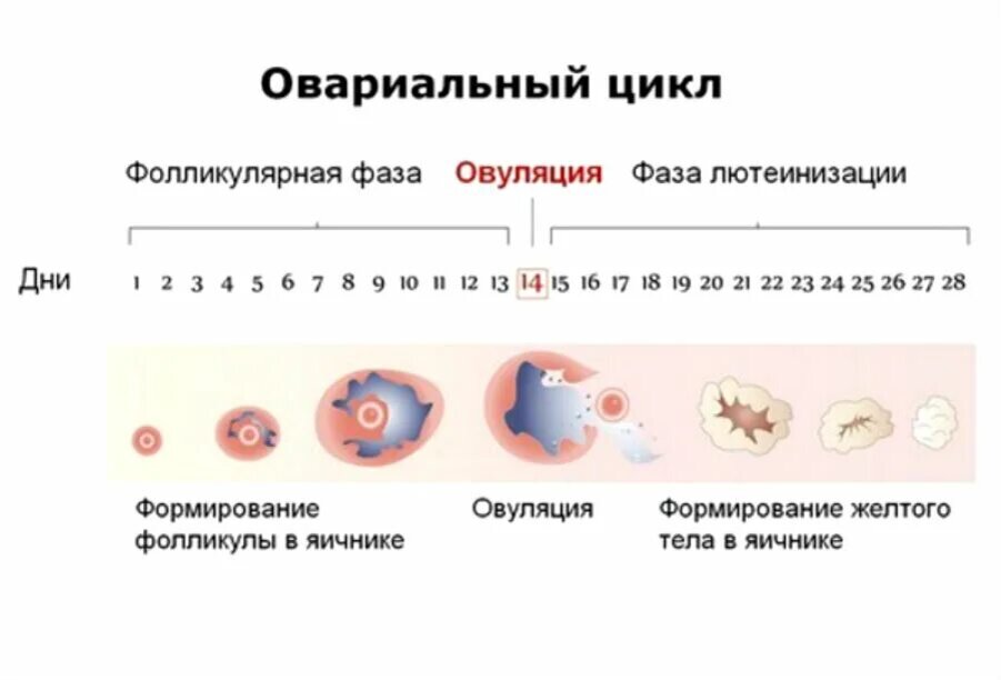 Первый день месячных. Менструально-овариальный цикл схема. Фазы овариального цикла. Яичниковый цикл схема. Фазы менструально-овариального цикла.