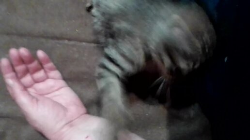 Очень страшный зверь: видео с лошадьми, испугавшимися кролика, стало вирусным