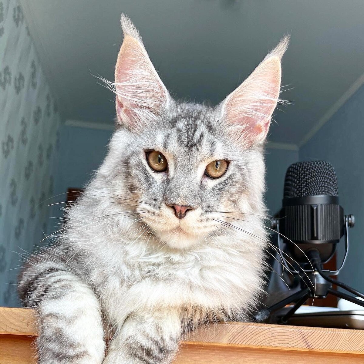 Kroshka Enot LEOLAND , ранний кастрат по вет показаниям: крипторх. 