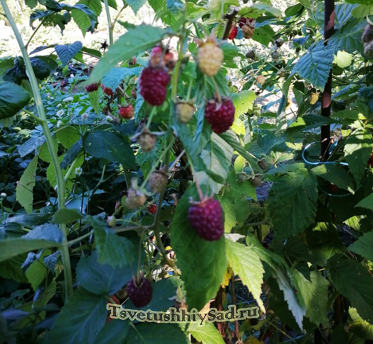 Малина Парпл Джевел, сделала несколько фото и не на одном нет резкости.((( 