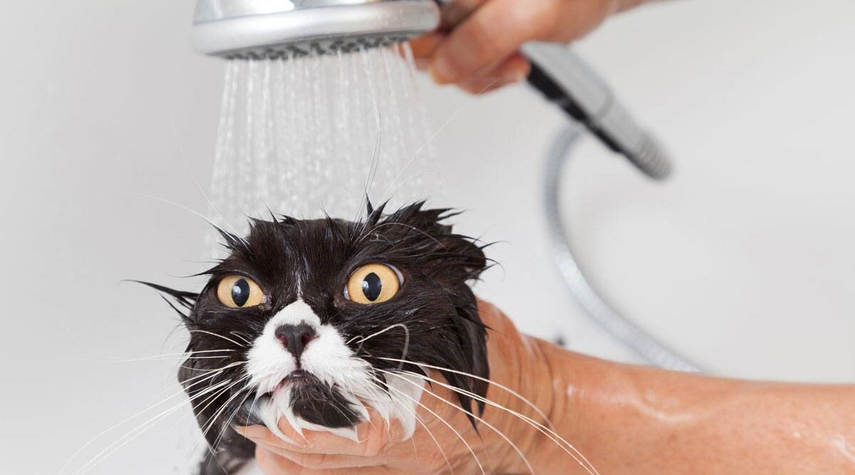 Как часто мыть кошку? | PetCourt-сухие корма для кошек и собак премиум  качества | Дзен