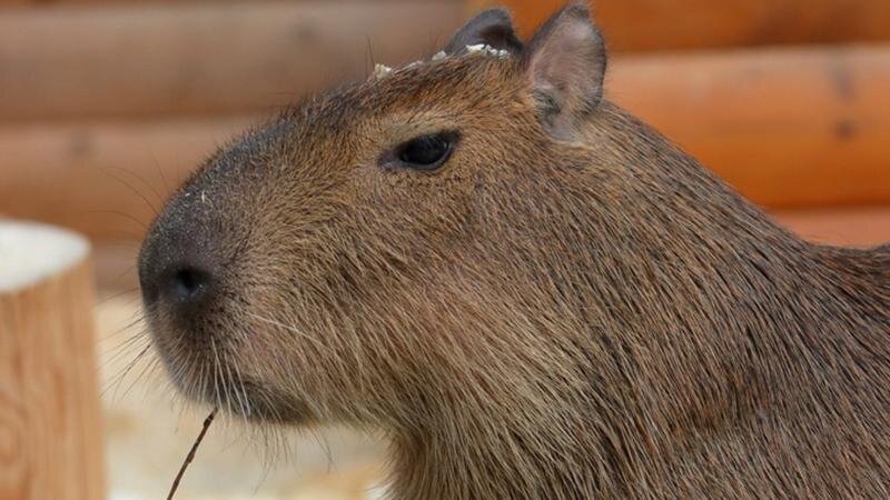 Капибара ул гагарина 18 фото и видео В Ленинградском зоопарке ответили на самый часто задаваемый вопрос Телеканал "78