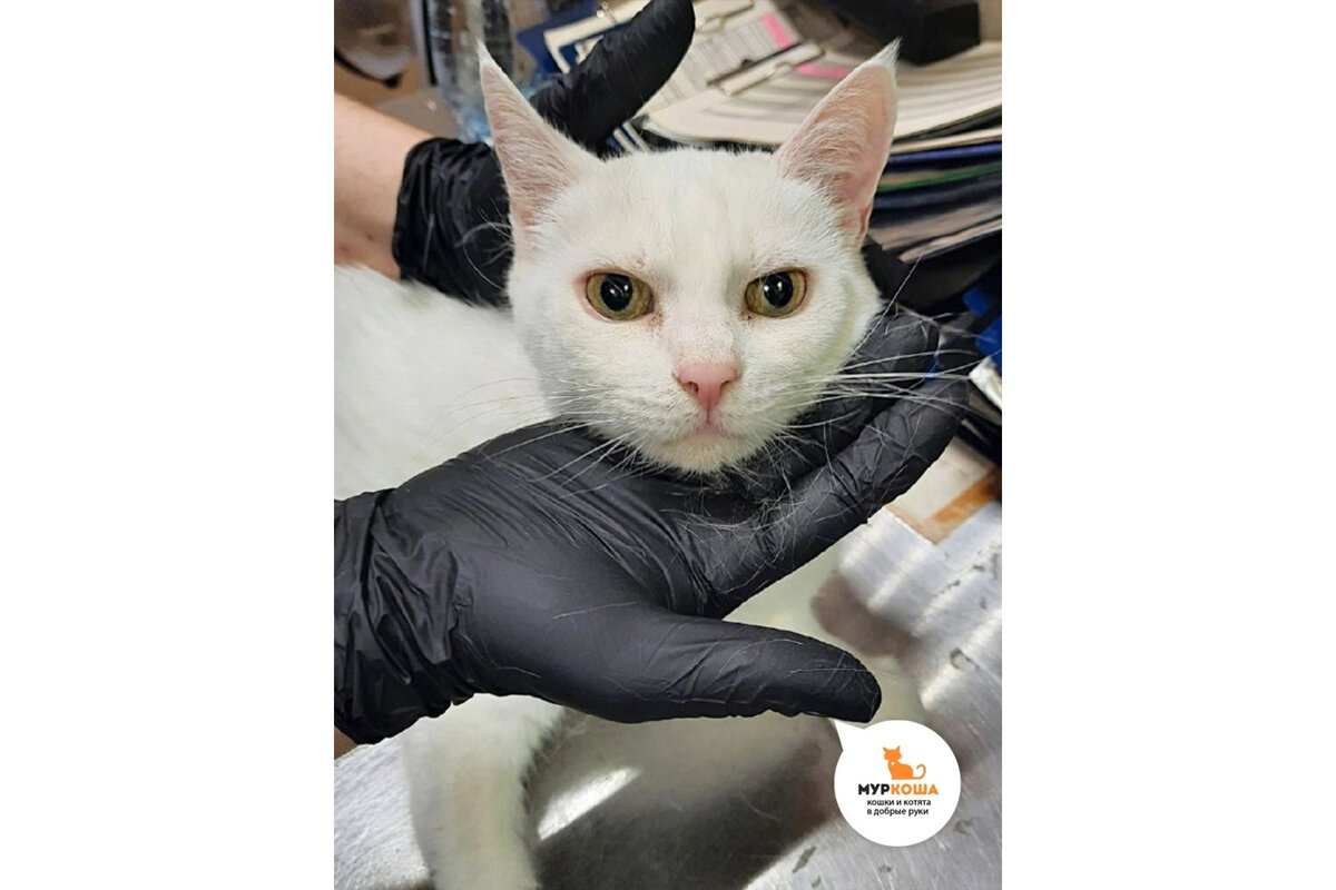 Арида в «Муркоше»