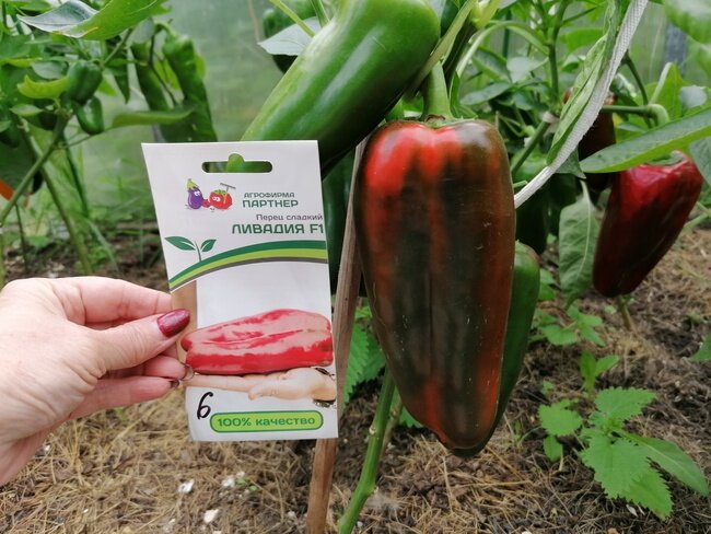 Здравствуйте, дорогие садоводы и огородники! Сладкий болгарский перец содержит множество витаминов. Он считается антидепрессантом и служит профилактикой многих заболеваний.-2