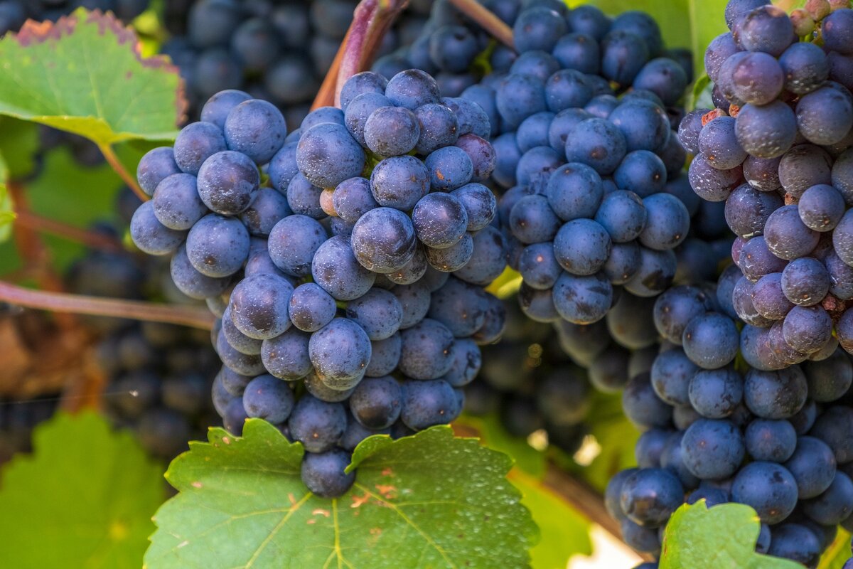 Виноград Царица: описание и характеристики сорта, особенности ухода и выращивания, фото, отзывы