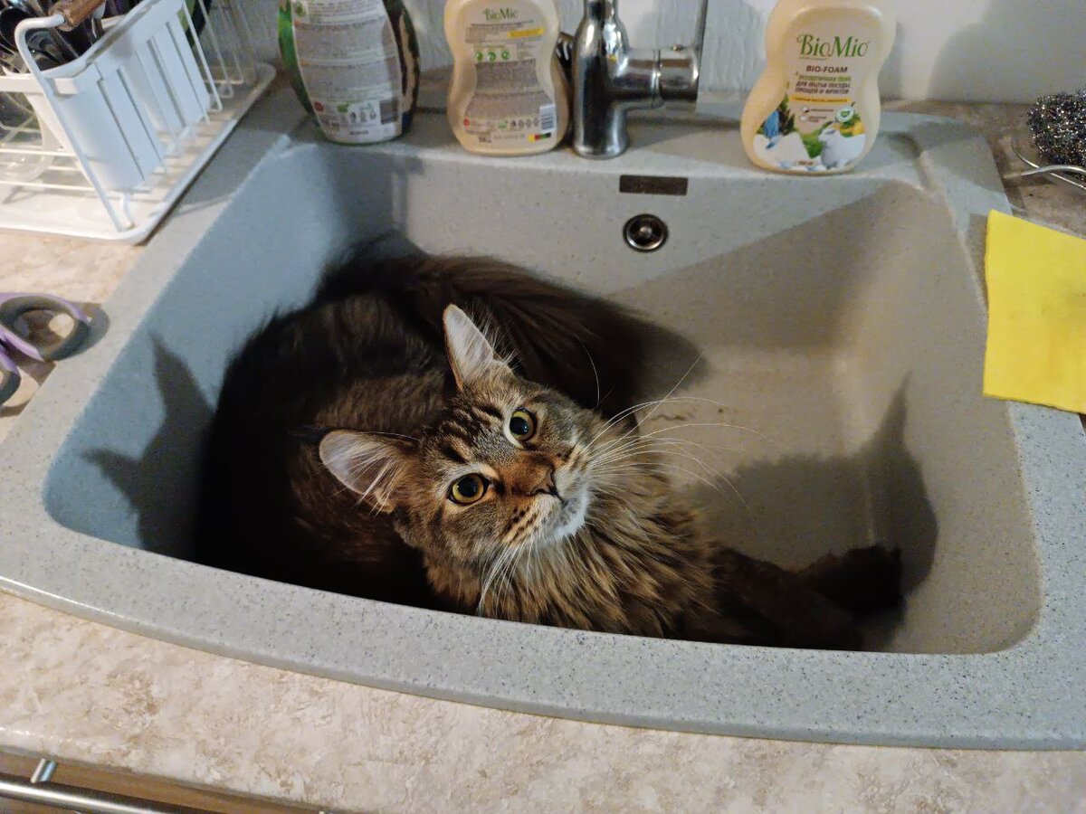 Подозрительная ведьма. А она точно честная, мам?