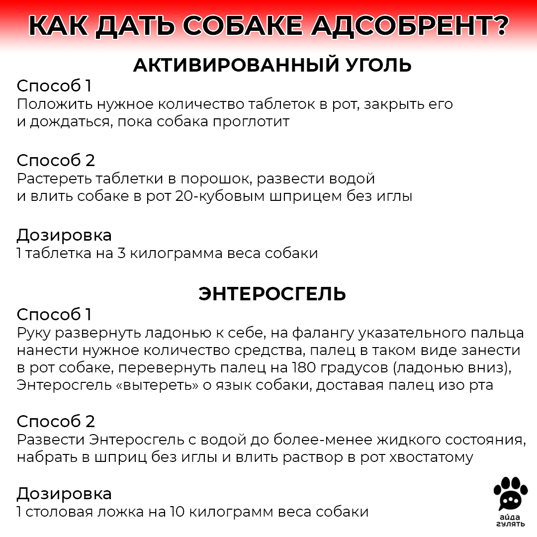 Первая помощь собаке, которая съела таблетки