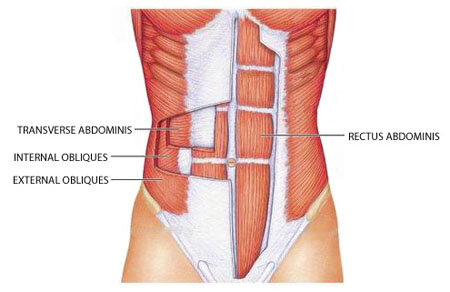 Мышцы живота: прямые (rectus abdominis), внутренние и наружные косые (internal/external obliques), поперечная (transverse abdominis)