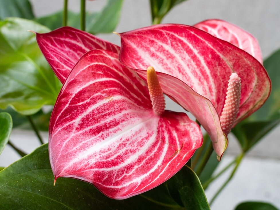 Особенности видов и рода Антуриумов (Anthurium)