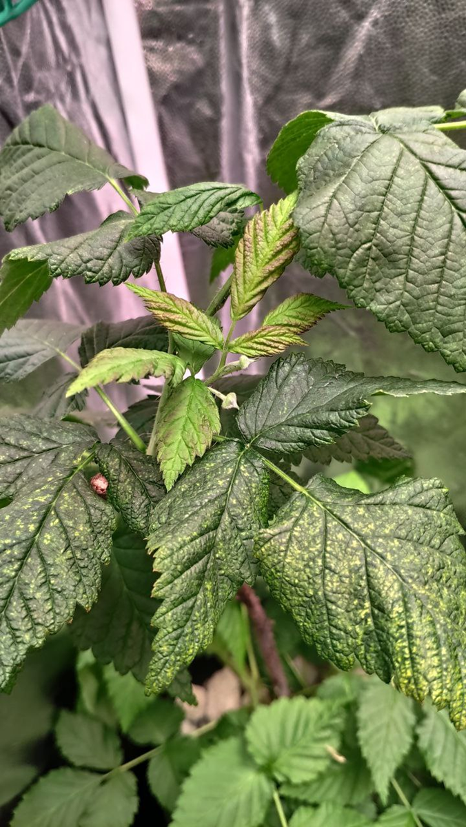 У нас тут малина цветёт в феврале😉 Еще осенью 2022 года мы купили саженцы малины и смородины.-4