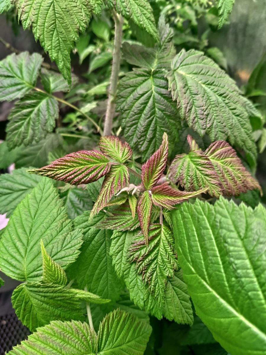 У нас тут малина цветёт в феврале😉 Еще осенью 2022 года мы купили саженцы малины и смородины.-7