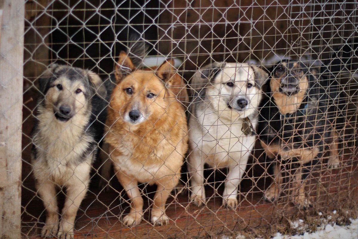 Приют для собак в вологде фото