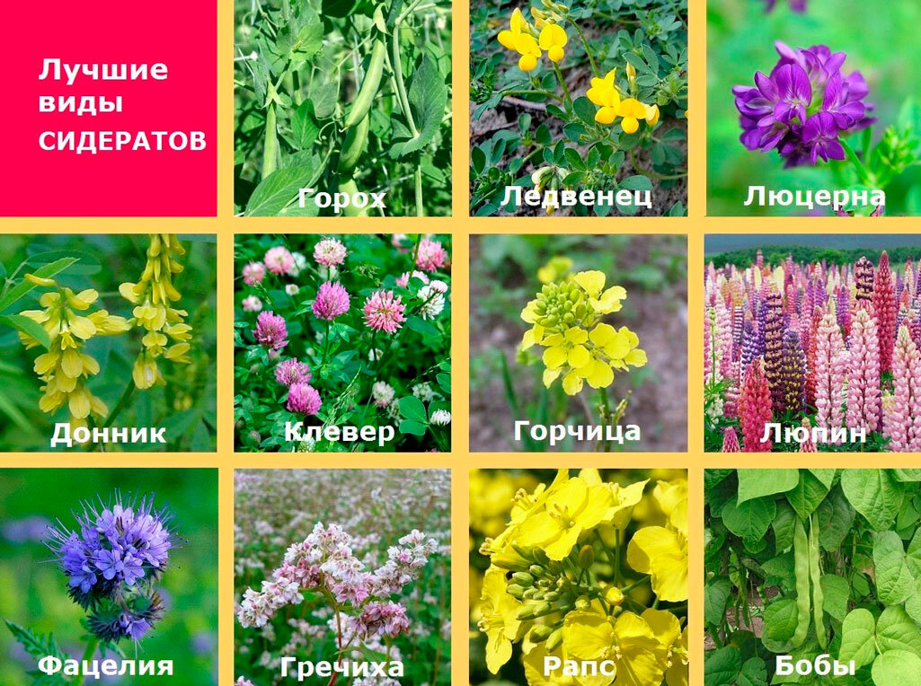 Фото с просторов интернета. 