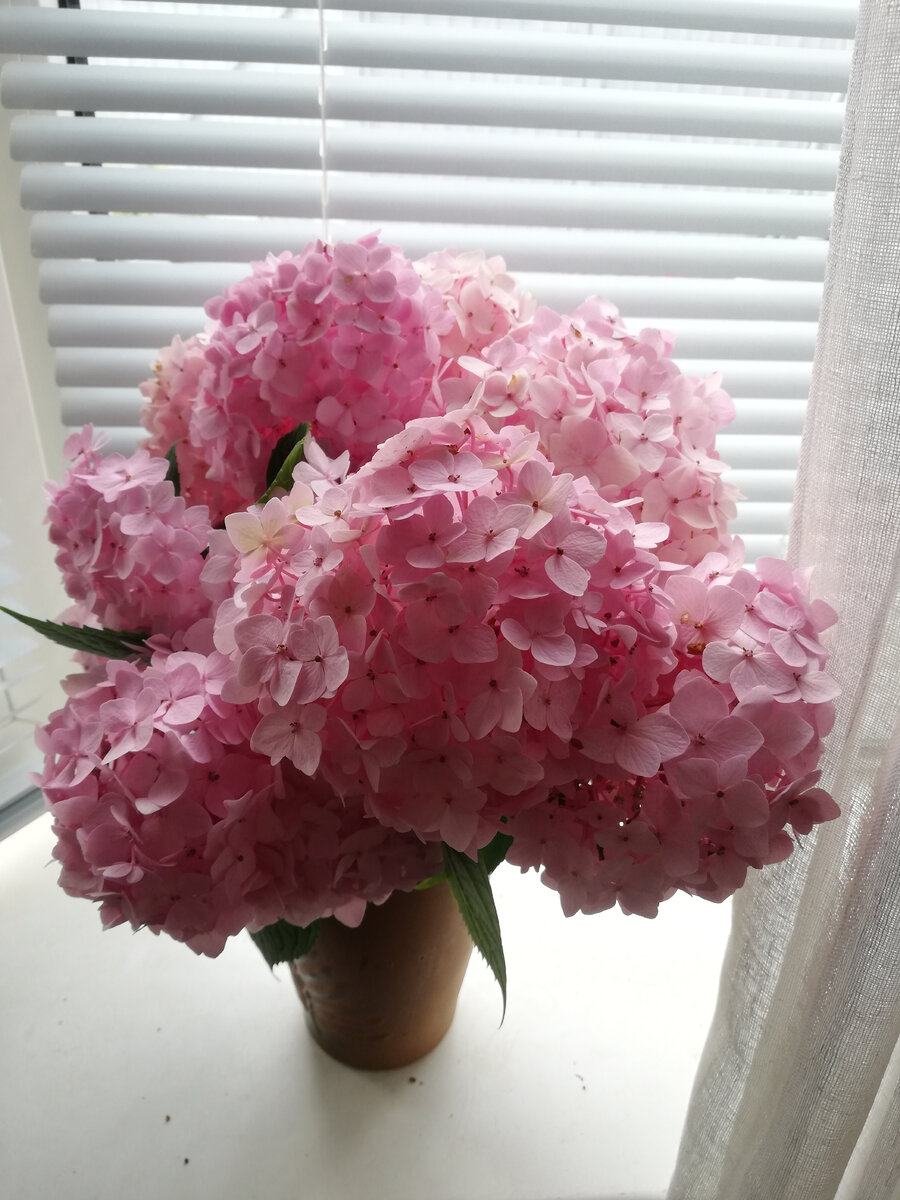 Моя гортензия "So Long Eboni" в букете, середина июля. Цветы в срезке стоят очень долго, месяц точно.