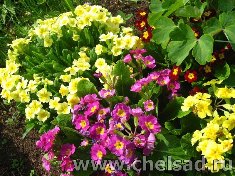 Примула обыкновенная и Юлии -фото из моего сада, на фото логотип моего сайта: http://chelsad.ru/index.php/mnogoletniki/142-primula