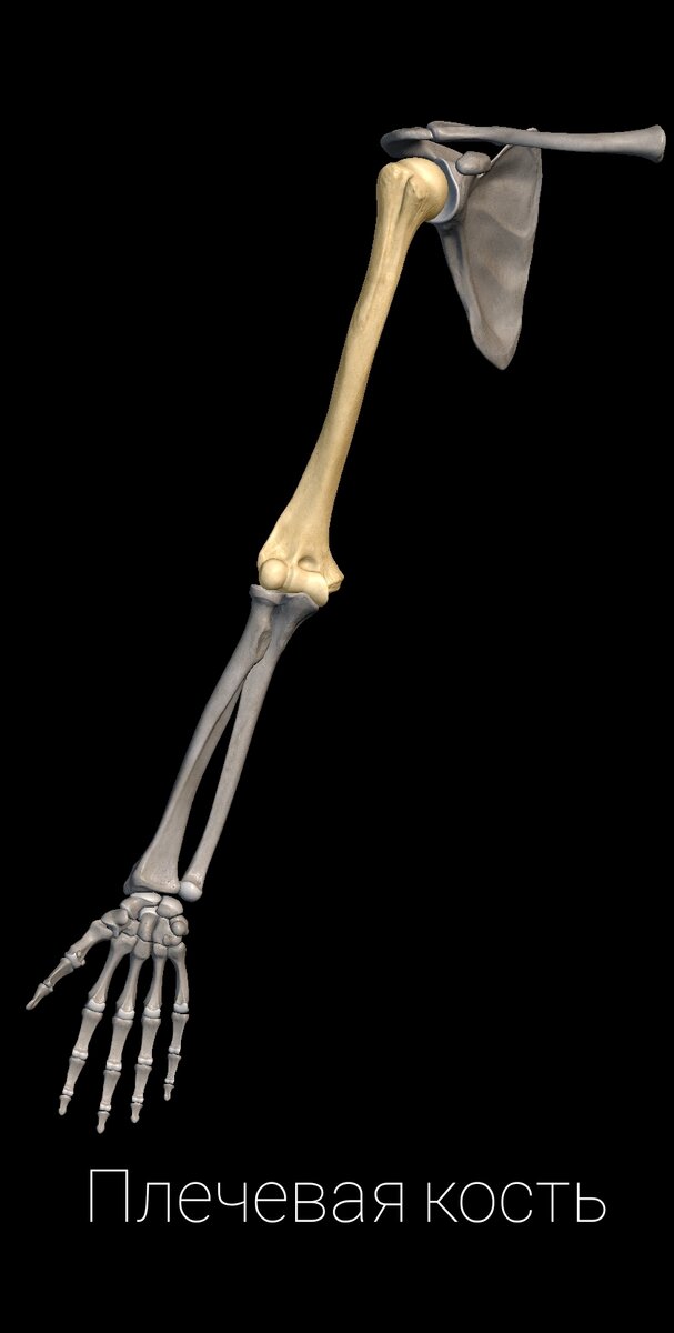 Humerus