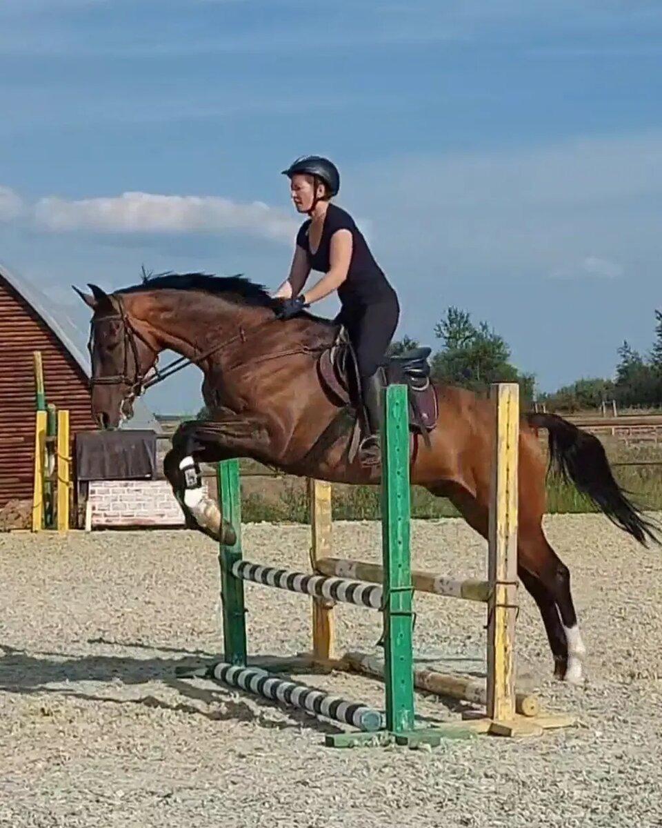 Эдельвейс, ахалтекинская, 2008