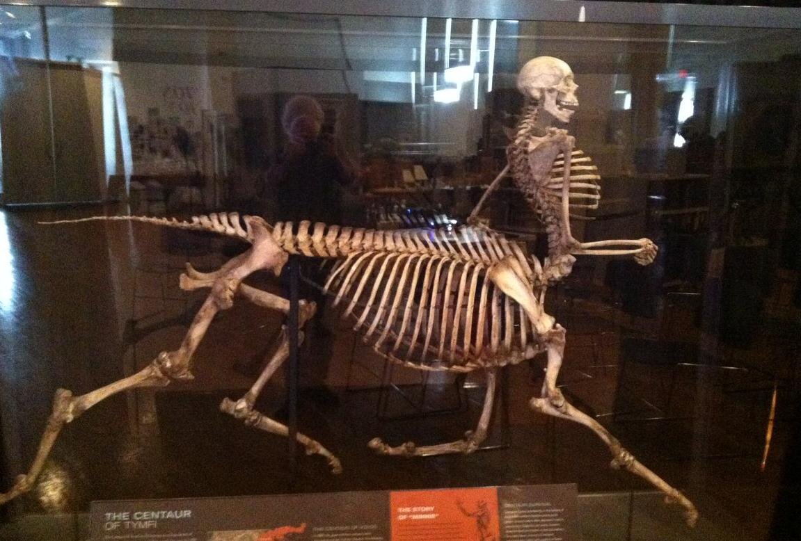 Скелет кентавра в музее Барнума.