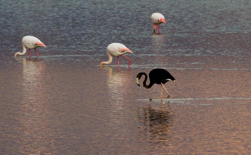 Фломинго. Черный Фламинго. Фламинго Эйлат. Бывает чёрные Фламинго. Андский Фламинго.