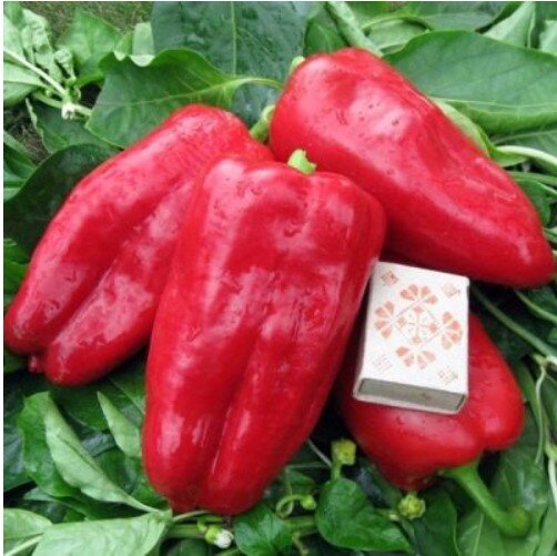 Сладкий перец "Атлант"