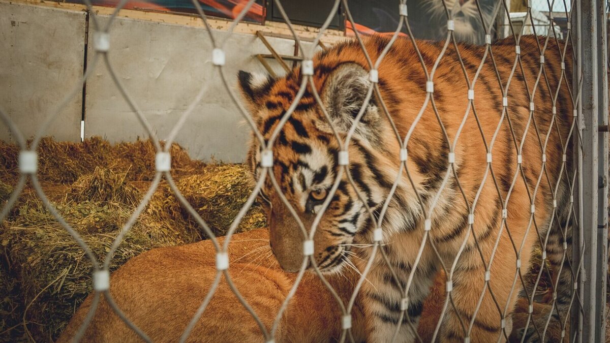     Из реабилитационного центра для диких животных в поселке Алексеевка Приморского края выпустят амурского тигра, пойманного в районе села Знаменка в Пожарском муниципальном округе. Тигр прошел ветеринарный осмотр: специалисты удостоверились, что он здоров и готов к возвращению в дикую природу.