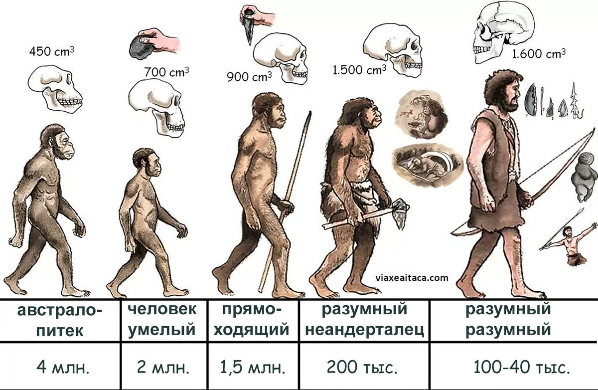 Первый род человечества. Этапы эволюции человека таблица человек прямоходящий. Хомо сапиенс австралопитек Эволюция. Хомо сапиенс человек разумный. Схема эволюции хомо сапиенс.