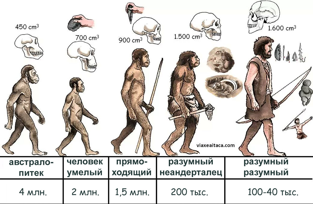 Научное название человека