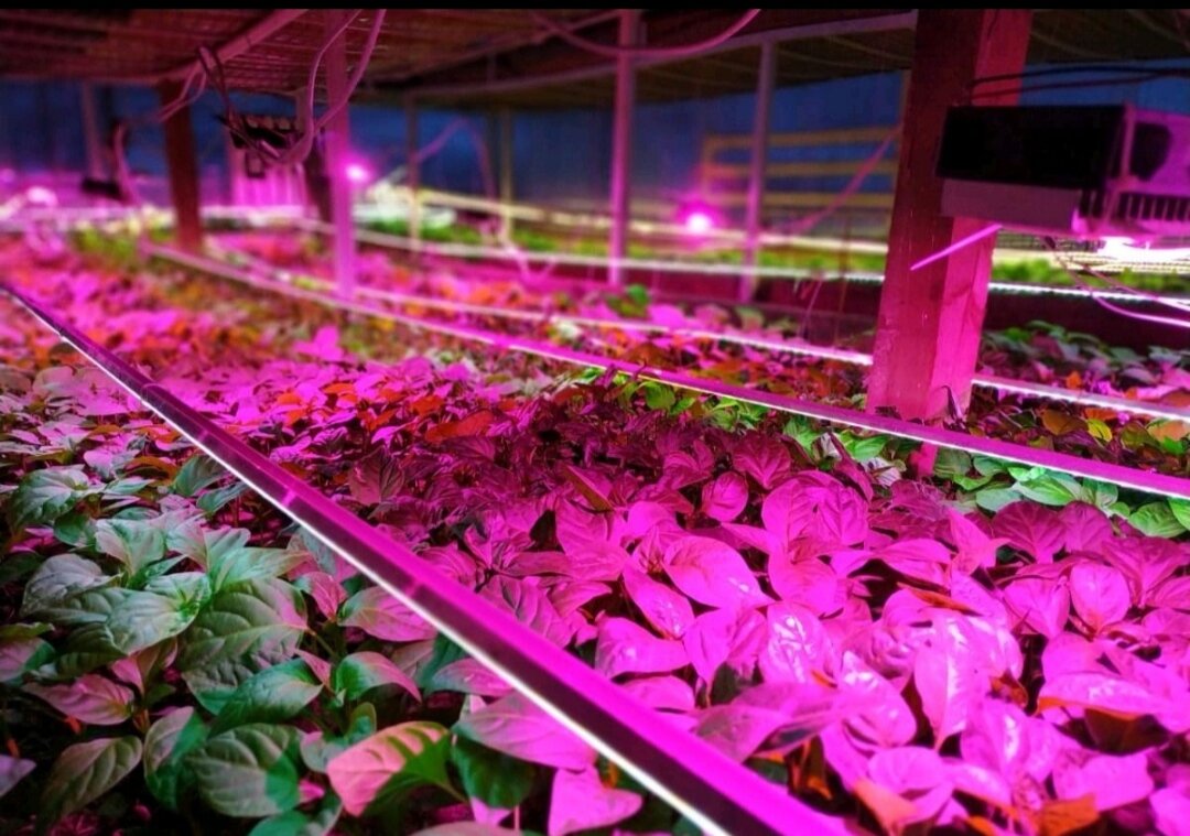 Качество рассады под фито матрицами