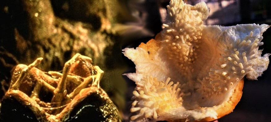 Кадр из фильма «Чужой» (слева) и кожура Гранадиллы (справа)