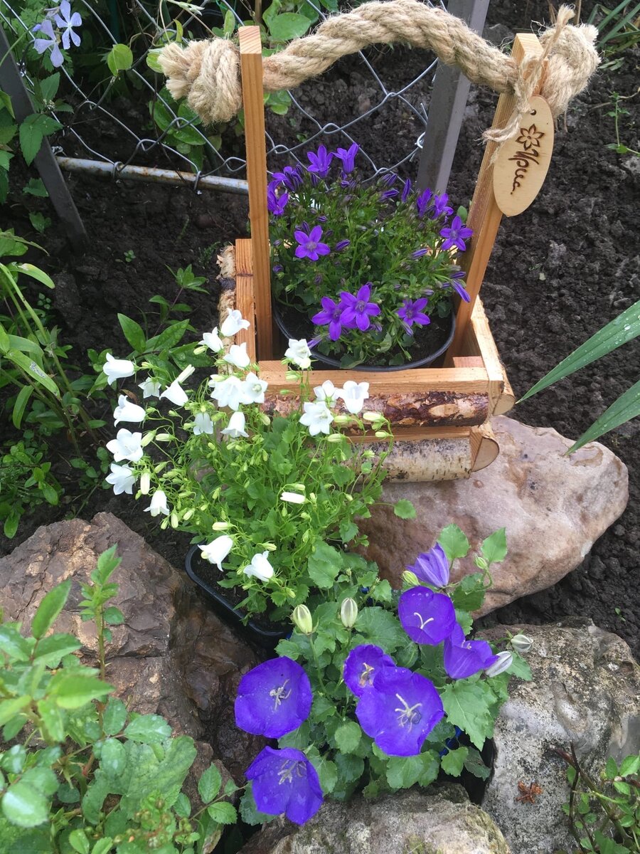 Колокольчики Карпатский, Гарганский и Ложечноцелистный.Фото автора.