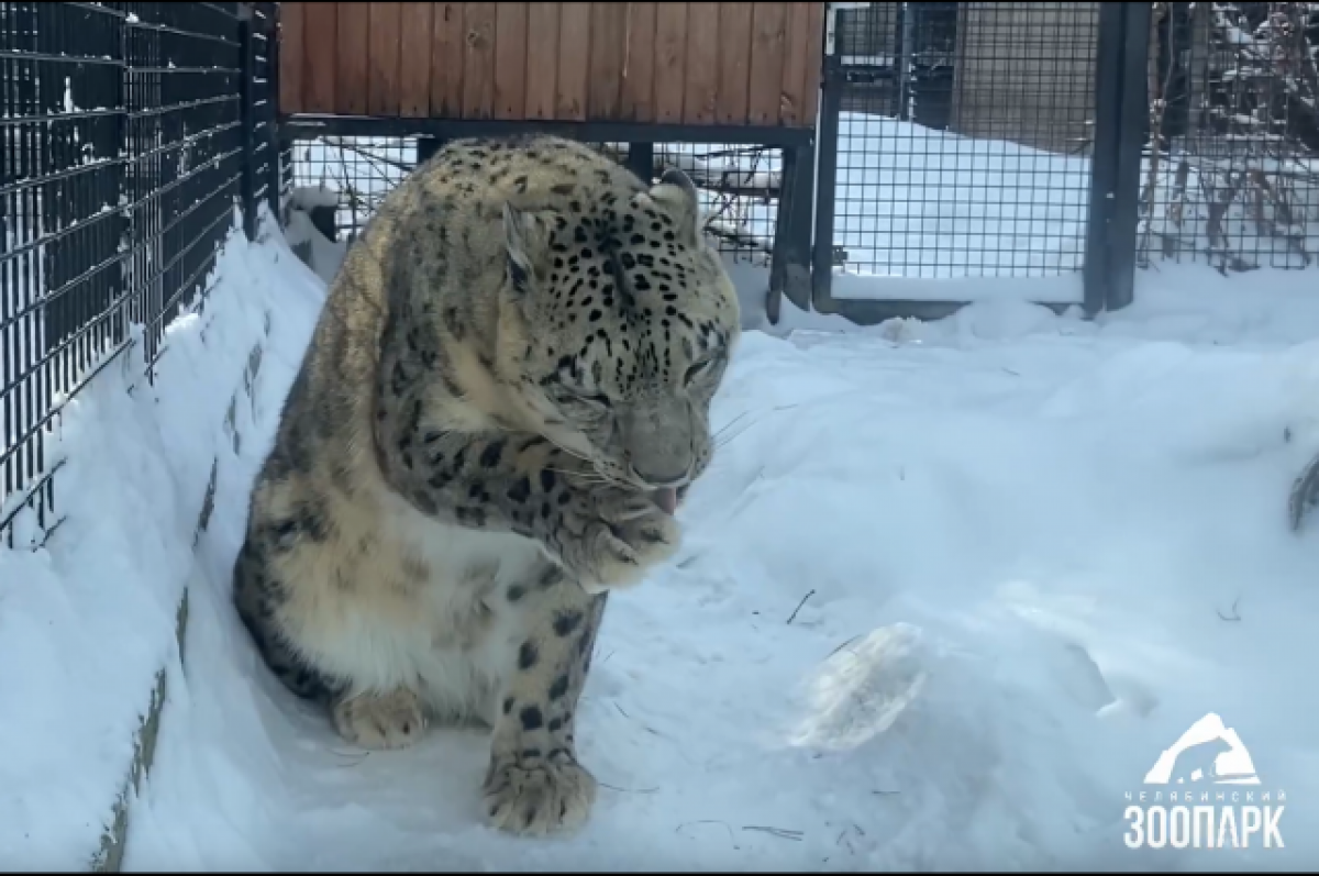    Самку снежного барса привезли в челябинский зоопарк из Перми