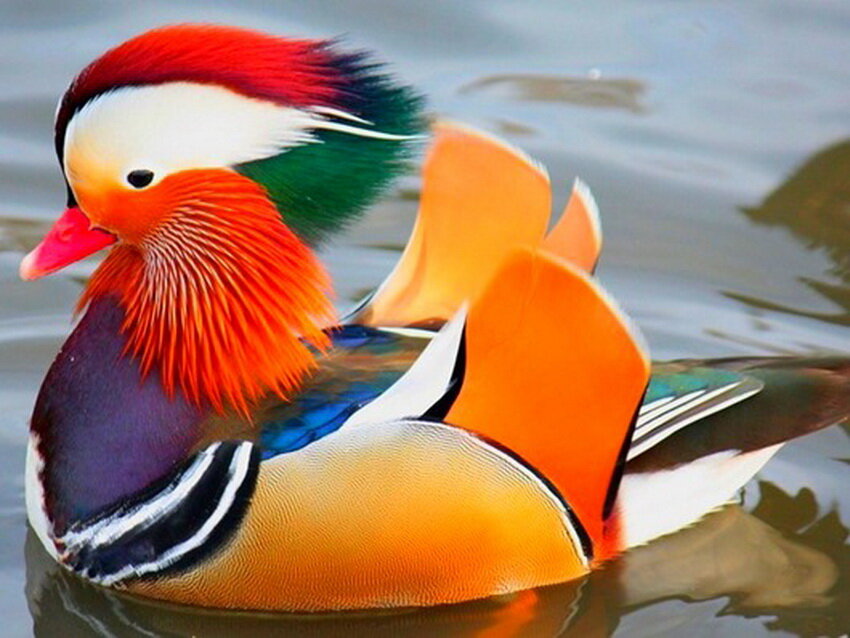 КРАСНАЯ КНИГА. Утка мандаринка обитает в лесных зонах Дальнего Востока