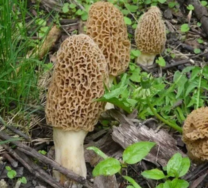 Сумчатый гриб похожий на сморчок. Аскомицеты сумчатые это. Сумчатые грибы аскомицеты. Сумчатые сморчки. Сморчок Степной.