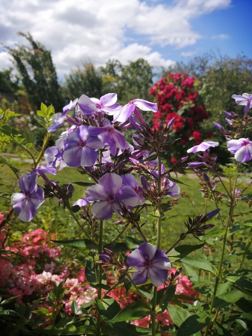 Неубиваемый флокс Гжель