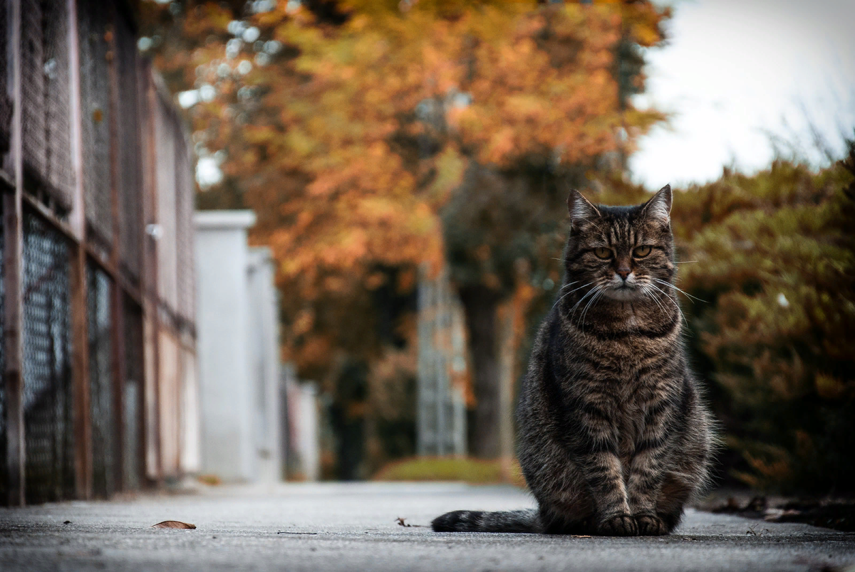 🐱Что делать, если кошка убежала из дома? С чего начать поиски: самое  важное | Нос, хвост, лапы | Дзен