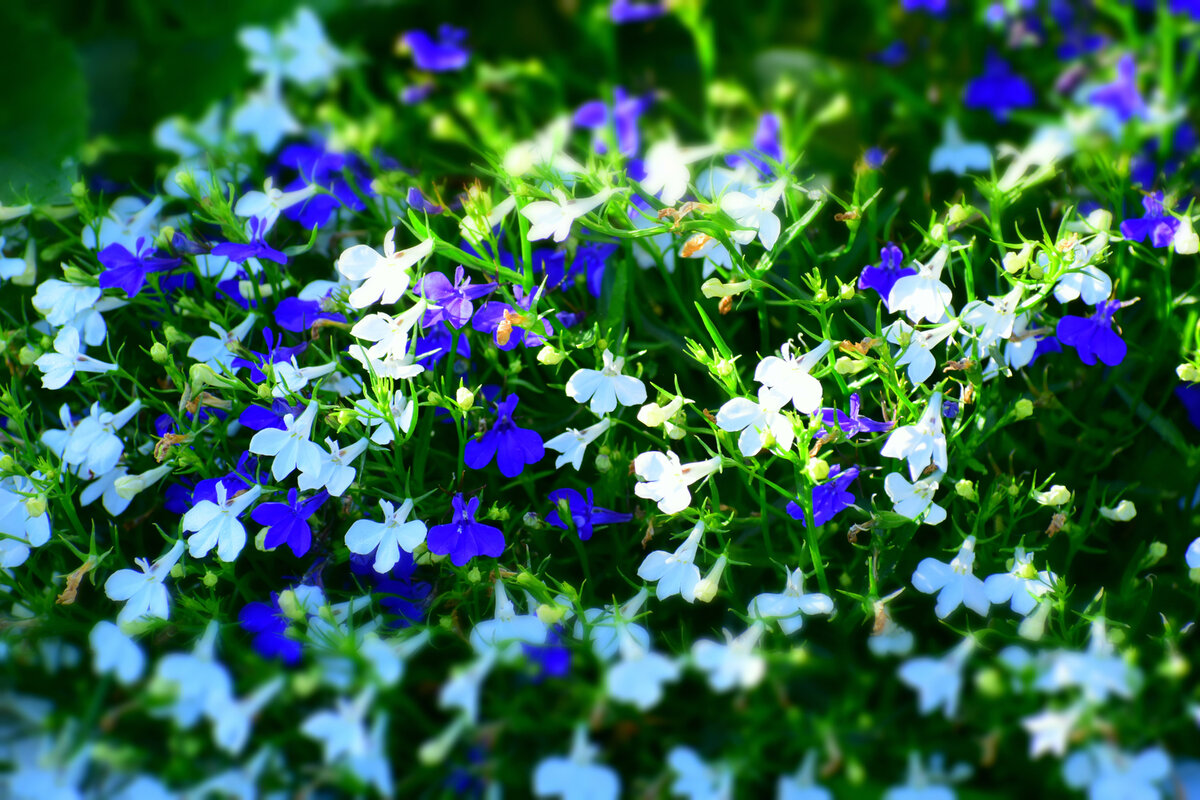 Mimulus Blue