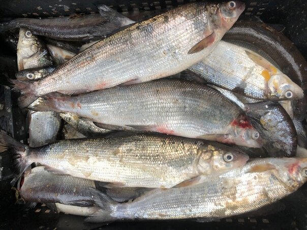 Ладожский сиг