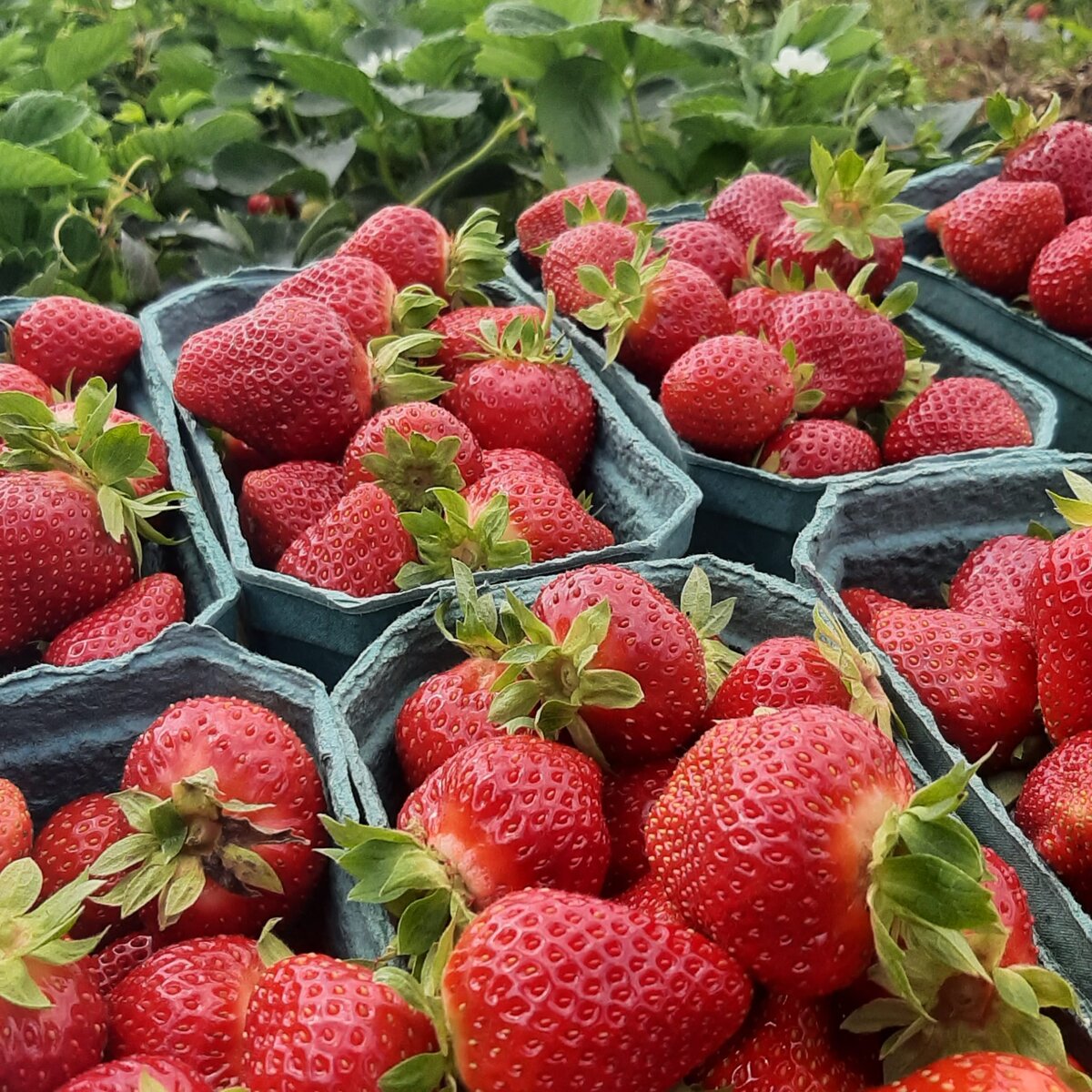 Ягоды клубники ЯГОДНЫЙХОЛМ.РФ