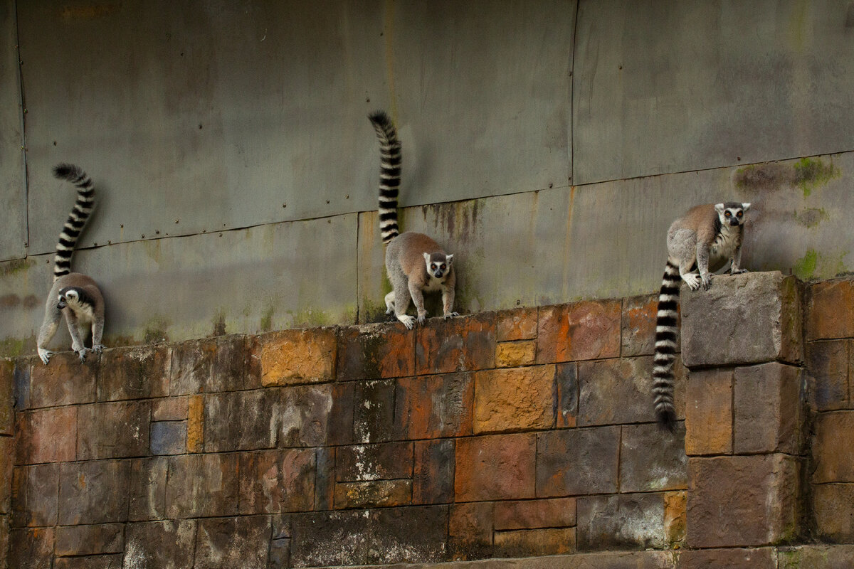 Кошачьи лемуры в зоопарке о. Фукуок. Фото автора