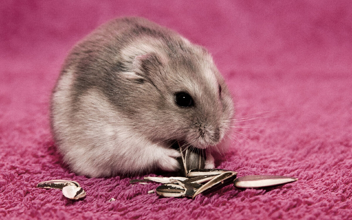 хомяк банк прямо тормоз оказался