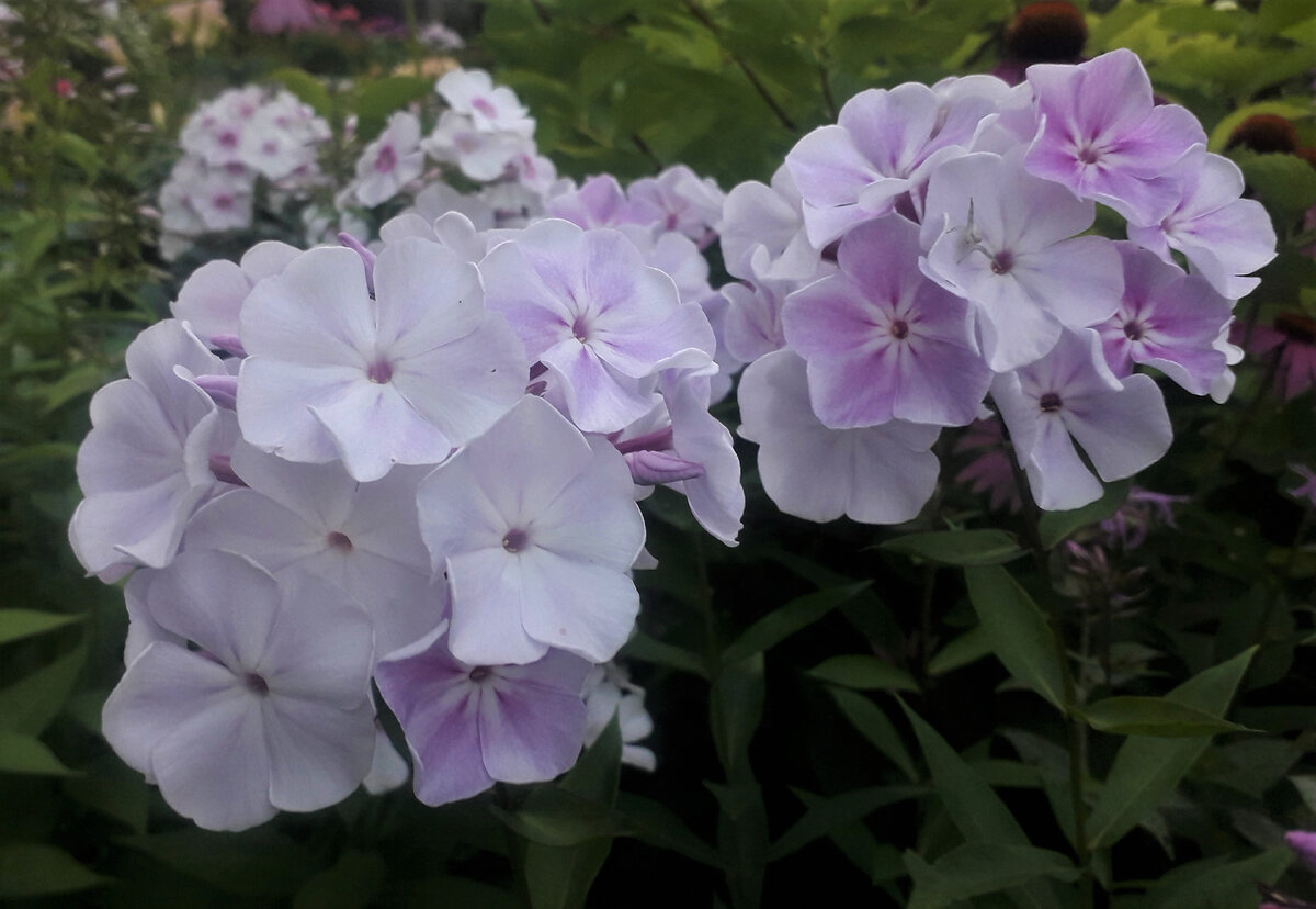 Безымянный красавчик. Может быть, Зимнее утро? Куплен у "бабульки", но снаружи она оказалась крепеньким мужичком))